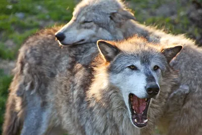 картинки : Собака, как млекопитающее, Чехословацкий волк, порода собаки,  Saarloos wolfdog, волк Собака, Куньминский волк, Тамасканская собака, Волк,  Морда, Американская индейская собака, Собака породы группа, Северная  инуитовая собака, utonagan ...