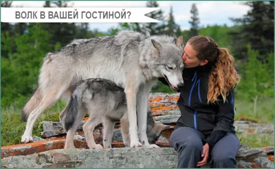 Чем волк отличается от собаки: 10 различий в физиологии и характере |  Приключения натуралиста | Дзен