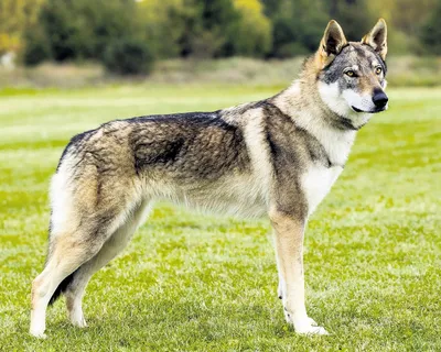 Чехословацкая волчья собака (Сzechoslovakian wolfdog) - это бесстрашная,  активная и смелая порода собак. Фото, описание и отзывы.