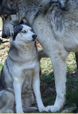 хаски (husky, сибирская хаски, сибирский хаски, ) :: фото :: здоровый сука  :: волк :: собака (собакен, песель, пес) / смешные картинки и другие  приколы: комиксы, гиф анимация, видео, лучший интеллектуальный юмор.