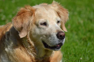 щенок собаки золотистый ретривер на зеленый сад Стоковое Изображение -  изображение насчитывающей собачий, потеха: 221821381