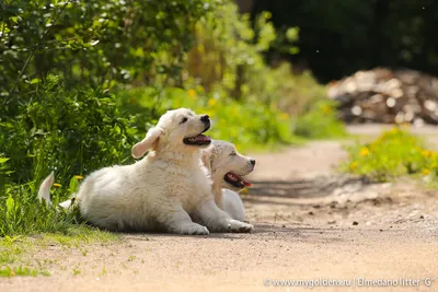 Щенок собака золотистый ретривер в парке | Премиум Фото