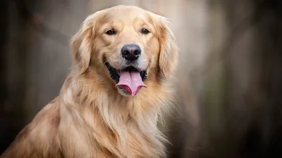 Картина Собака Золотой Ретривер - Бесплатное фото на Pixabay - Pixabay