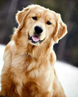 собака золотой ретривер на голубом ретрансляторе Стоковое Фото -  изображение насчитывающей прелестное, ретривера: 269776400