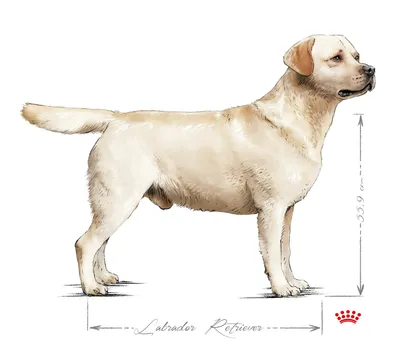 картинки : собака, животное, Млекопитающее, нос, золотистый ретривер,  Позвоночный, Лабрадор ретривер, порода собаки, Ретривер, Золотой ретривер,  Собака, как млекопитающее, Товарищеский стол, Финя 2213x2656 - - 840019 -  красивые картинки - PxHere