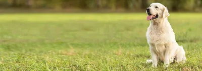 золотой ретривер в домашнем питомце - это собака среднего размера. Стоковое  Изображение - изображение насчитывающей влюбленность, ангстрома: 237300293