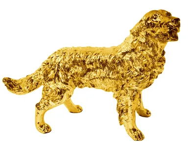 Золотистый ретривер: красавец с проникновенным взглядом или охотничья собака ?