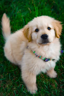 Золотой ретривер щенок - красивые фото