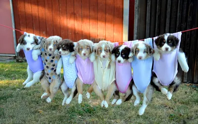 Фон рабочего стола где видно australian shepherd puppies, щенки в  распашонках на бельевой веревке, собаки, смешные обои, домашние животные,  щенки австралийской овчарки, puppies in their undershirts on a clothesline,  dogs, funny wallpapers,