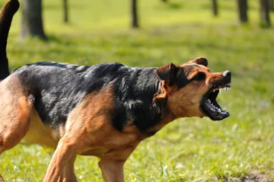 Собаки агрессивные (65 фото) - картинки sobakovod.club
