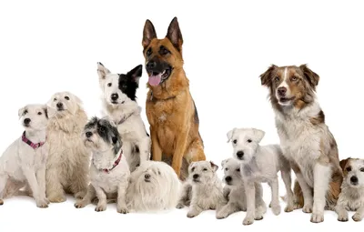 Обои собаки, белый фон, овчарка, породы картинки на рабочий стол, раздел  собаки - скачать