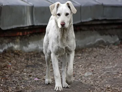 Как быстро могут одичать домашние собаки, рассказали владивостокские  кинологи - PrimaMedia