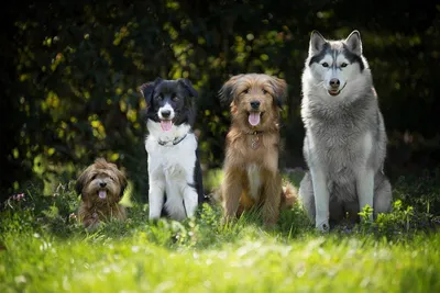Сколько живут собаки: породы-долгожители, большие и маленькие