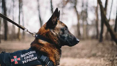 Как работают военные кинологи и их собаки - новости Украины, Общество -  LIGA.net