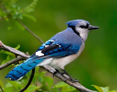 Голубая сойка: описание птицы, где обитает, чем питается