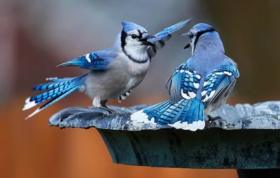 Обои птицы, парочка, Голубая сойка картинки на рабочий стол, раздел  животные - скачать