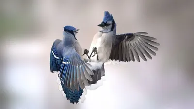Обои голубая сойка, сойка, воробьинообразные, птица, клюв Full HD, HDTV,  1080p 16:9 бесплатно, заставка 1920x1080 - скачать картинки и фото