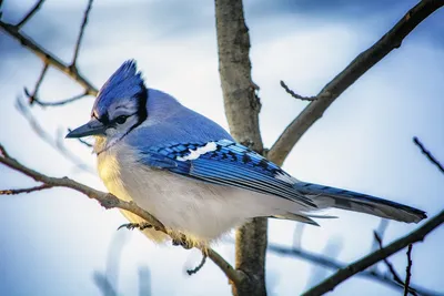 Синяя Птица Голубая Сойка Природа - Бесплатное фото на Pixabay