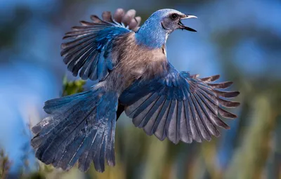 Обои птица, крылья, перья, хвост, сойка, Голубая кустарниковая сойка  картинки на рабочий стол, раздел животные - скачать