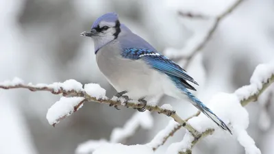 Обои на монитор | Животные | голубая сойка, певчая птица из семейства  врановых, Обитает в Северной Америке