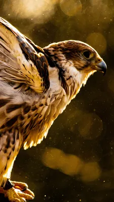 Обои Сокол, хищная птица, ястреб, Орел, птица на телефон Android, 1080x1920  картинки и фото бесплатно