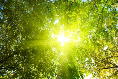 Солнце сквозь деревья - 44 фото