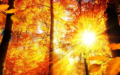 Картинка Осеннее солнце » Осень картинки скачать бесплатно (276 фото) -  Картинки 24 » Картинки 24 - скачать картинки бесплатно