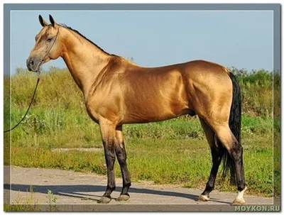 Буланая масть лошадей - Мой Конь | Akhal teke horses, Rare horses, Most  beautiful horses