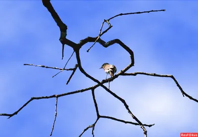 Фото: Соловей в сердце весны. Юрий Мышанов. Природа - Фотосайт Расфокус.ру