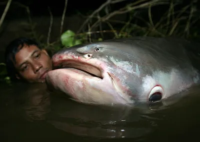 Меконгский гигантский сом: Одна из крупнейших пресноводных рыб мира весом  под 300 кило! Вот только зубов у неё нет. И усов тоже | Книга животных |  Дзен