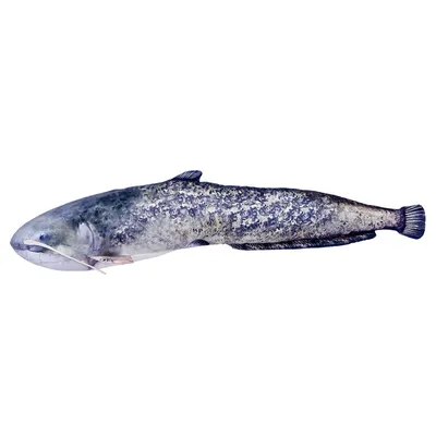 ᐉ Подушка-игрушка рыба Сом 72х12 см (3KB2104)