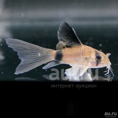 Сомик Панда - Corydoras panda - Рыбки - Nano Fish