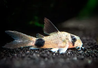 Коридорас панда (Corydoras panda) | Aquarium-Style