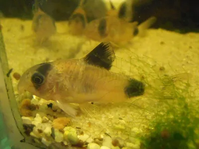 Corydoras panda (Сомик-панда) | ВСЕ О ПРЕСНОВОДНЫХ РЫБАХ