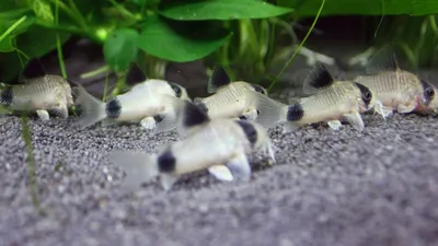 Коридорас панда (Corydoras panda)... - Аквариумные рыбки | Facebook