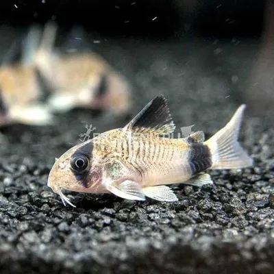 Сомик Панда - Corydoras panda - Рыбки - Nano Fish