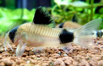 Сомик панда (Corydoras panda) оптом от производителя