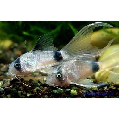 Коридорас Панда (Corydoras Panda) купить недорого в Москве | Амигофиш