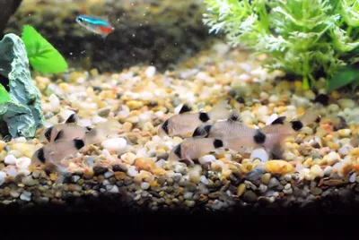 Коридорас панда - Corydoras panda (M)