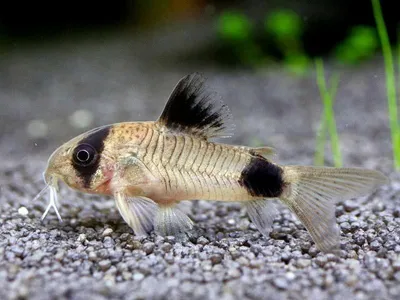 Сомик коридорас панда вуалевый - Corydoras panda longfin в Екатеринбурге -  Интернет-магазин AlexAquaShop.ru