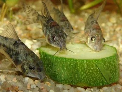 Коридорас панда (Corydoras panda) или сомик панда – купить в  Североуральске, цена 100 руб., продано 26 декабря 2018 – Рыбки