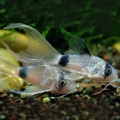 Сомик Панда - Corydoras panda - Рыбки - Nano Fish