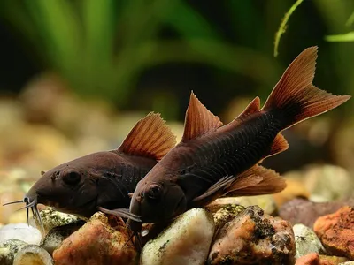 Коридорас панда (Corydoras panda) - 2-2,5см L-2019-10-156 купить оптом и в  розницу ≡ ᐈ labeo.com.ua ⋆ Доставка по Украине