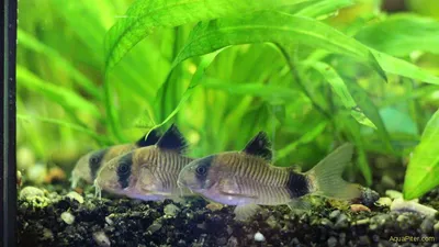 Сом коридорас панда.Corydoras panda - YouTube