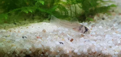 Сомик Коридорас Крапчатый (Corydoras Paleatus) купить недорого в Москве |  Амигофиш