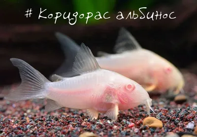 Коридорас панда (Corydoras panda) | Интернет-магазин АкваПитер