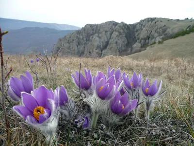 Сон-трава — Викицитатник