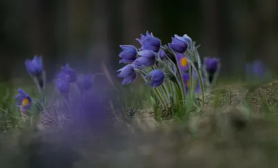 Усыпи меня, сон-трава....