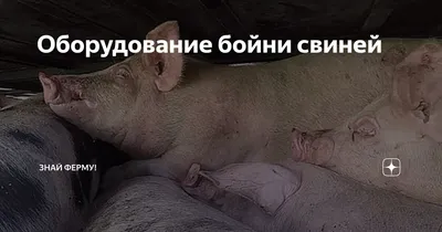 Значимая анатомия и физиология зубов (собаки, кошки) | Ветеринарная клиника  доктора Шубина