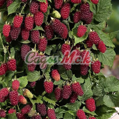 Малина ремонтантная😍Сладкие, сочные, вкусные сорта! | Питомник Росток 🌱 |  Дзен